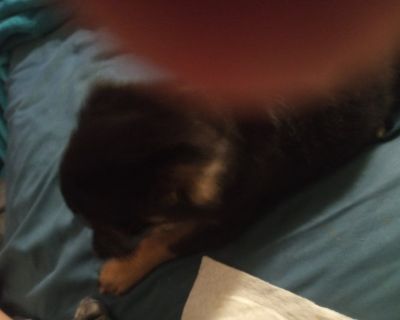 Female Chihuahua Puppies. 2 short hair and 1 long hair. Mom's an 11 pound Deer Chihuahua.