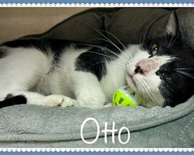 OTTO - Domestic Shorthair Male Cat for Adoption