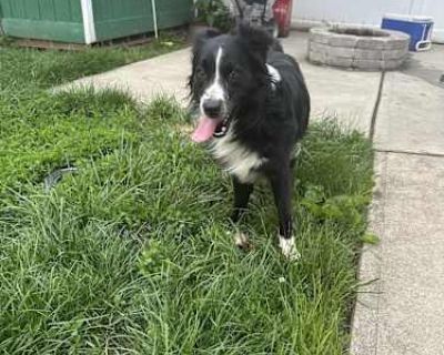 Marlo - Border Collie/Australian Shepherd Mix Male Dog for Adoption