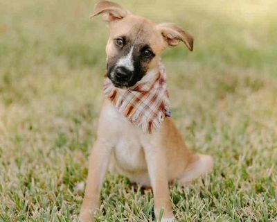 Meet Spock!! This adorable little dude somehow ended up with his siblings at the highest kill shelter in Houston. He was added to the euthanasia list after only a few days for being scared. Thankfully his foster Mom saw his social media plea for help and offered to foster him saving his life. He is a little timid at first but he's learning what is means to live the good life. He and his brother...