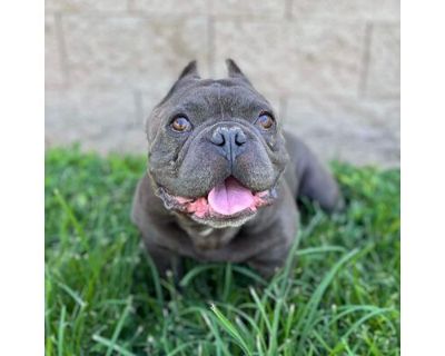 Charlie - English Bulldog/French Bulldog Mix Male Dog for Adoption