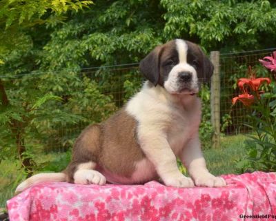 Charlie - Saint Bernard Puppy For Sale in Pennsylvania