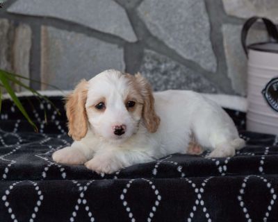 Marshmallow - 7 Weeks Male Cavachon Puppy for Sale