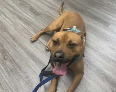 Ruger - Staffordshire Bull Terrier/German Shepherd Dog Mix Male Dog for Adoption