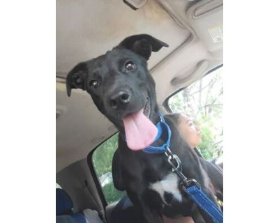 Poppy - Labrador Retriever/Terrier (Unknown Type, Medium) Mix Female Dog for Adoption