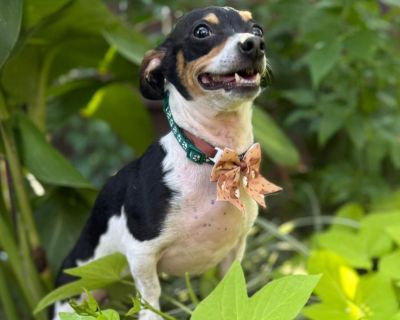 Rancho - Chihuahua & Dachshund Mix Male Dog for Adoption