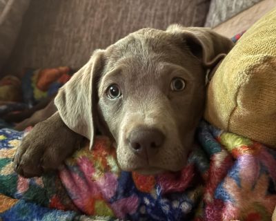Meet Storm! Storm may have been the runt of her litter, but she got the biggest heart! This sweet girl is playful, gentle, and so smart she s already learning her commands and doing amazing with both house and crate training. Her front legs have a little curve to them, likely from early malnutrition or just the luck of the draw, but it doesn t slow her down at all. She s currently being checked...