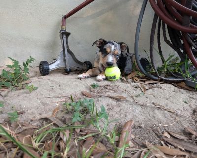 Lunch lady - Hound Female Puppy for Adoption