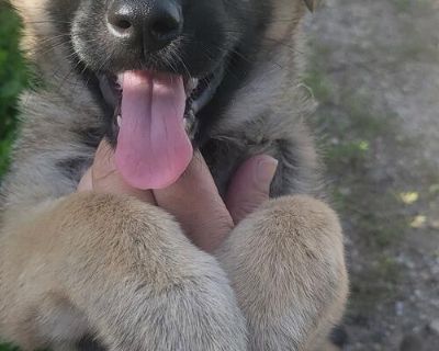 8 week old Beautiful male puppies.