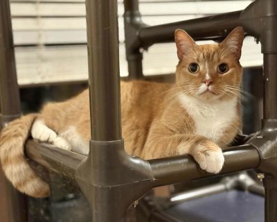 BUTTERNUT - Tabby Male Cat for Adoption