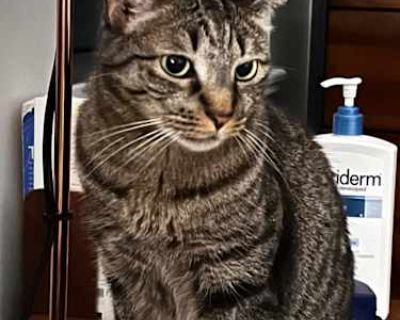 We adopted Lana as a kitten back in 2018 in California, and she's been a cherished member of our family ever since. Now 7 years old, this beautiful tabby has so much love to give. Lana is incredibly affectionate and sweet-natured. She loves to cuddle and be near her people, and she's wonderful with children. However, she's also a bit territorial, and we are sadly parting ways with her only beca...