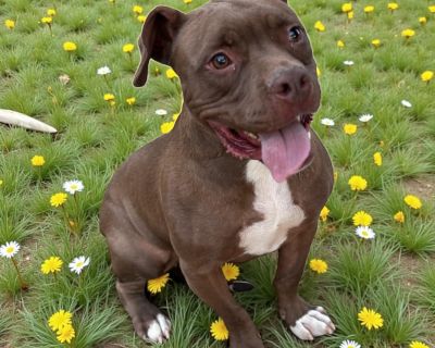 Honey Almond 2 years old 40 lbs American Bulldog / Pitbull Mix Honey Almond is a small, cheerful, and energetic boy who is full of life! He absolutely loves people, craves attention, and enjoys playtime and companionship. He s such a sweet, charming, and funny character who is sure to make you smile every day. Honey does best as the only dog in the home, where he can soak up all the love and at...