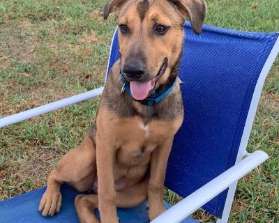 Minnie - German Shepherd Dog & Coonhound Mix Female Dog for Adoption