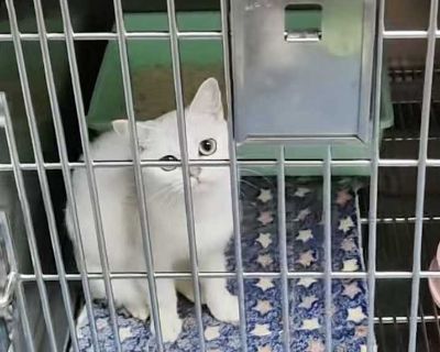 Sugar - British Shorthair Female Kitten for Adoption