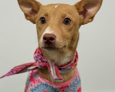 Exciting News: This adorable pup will be at an adoption event near you! Check our website: https://AmazingDogsRescue.org/dogs/ Or call 888.508.8943 (Monday to Sunday, 8 AM to 8 PM).. Out-of-town pets are cared for by non-local organizations who can make arrangements for the pet to be transported to your area. Learn More. Puppy Female Medium Red / Chestnut / Orange , White / Cream