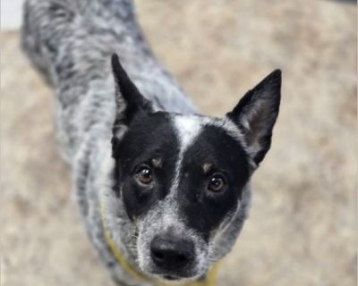 Flint is a handsome and intelligent Australian Cattle Dog, also known as a Blue Heeler. With his striking speckled coat and alert, expressive eyes, he's always ready for an adventure. He's a loyal companion who loves to be by your side, whether you're exploring the great outdoors or just relaxing at home. Flint is known for his playful spirit, his boundless energy, and his sharp mind, which mak...