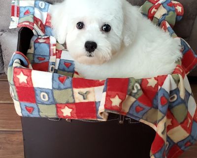 2 Male Bichon Frise Puppies for Sale