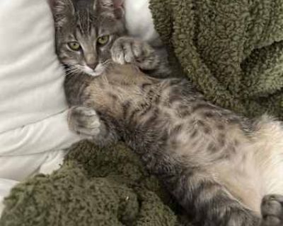 Ash - Domestic Longhair Male Cat for Adoption