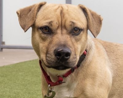 Poly - Terrier Mix Male Dog for Adoption