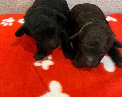 Miniature poodles