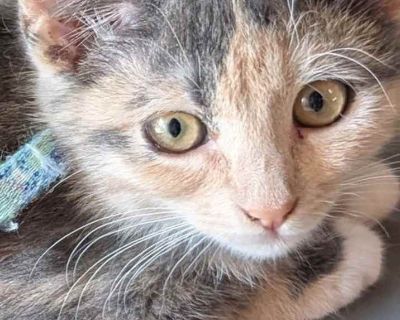 Hannah - Domestic Mediumhair Female Kitten for Adoption