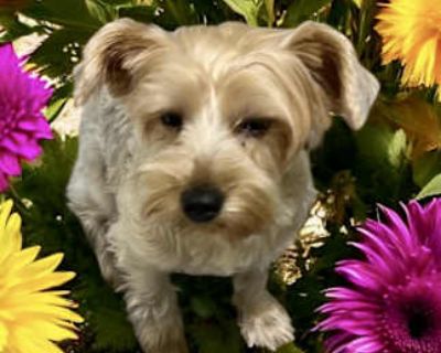 Bella - Yorkie, Yorkshire Terrier Female Dog for Adoption