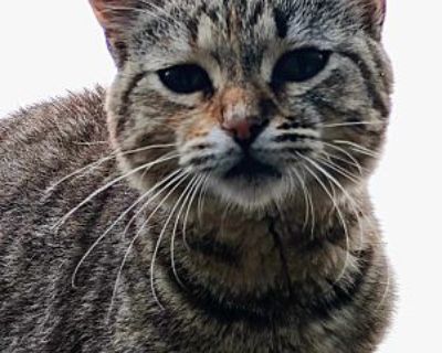 Cha cha - American Shorthair Female Cat for Adoption