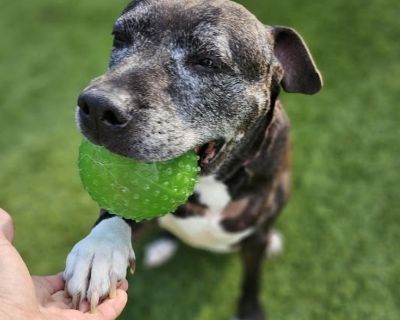 Daphne - American Staffordshire Terrier Mix Female Dog for Adoption