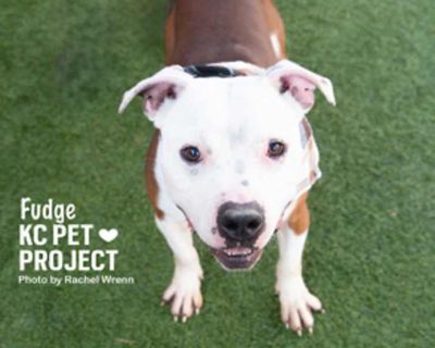 Adult. Brown/chocolate - with white. Hair: short. Microchipped. Fudge was brought in as a stray so we don`t have any information about his past. This sweet guy is still settling in, so we`re continuing to learn more about his likes, personality traits, and favorite treats. Fudge attends playgroups at the shelter and has been selective with his friends. He would love to meet any potential canine...