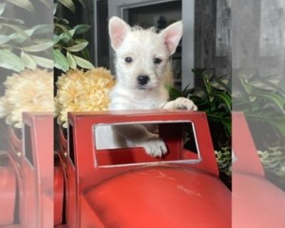 8 Weeks Old * Size at Maturity: Small * Show Potential: Yes * Availability Date: 11/13/2025 * Shipping Area: Nationwide * Payment Method: Credit Cards, Cash *. A EXTRA sweet and energetic little boy! He up to date with vaccinations and deworming. Microchipped and ready now. Items Included: Current vaccinations, veterinarian examinations, health certificate, puppy food