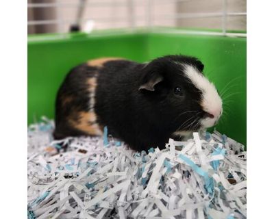 GUINEA THE PIG - Contact info Male for Adoption