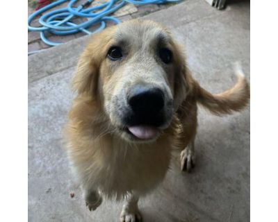 Goldie - Great Pyrenees/Labrador Retriever Mix Female Puppy for Adoption