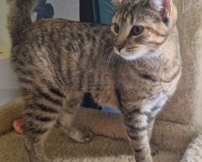Agena - Domestic Short Hair & American Bobtail Mix Female Cat for Adoption
