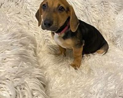 Warm Sunshine - Dachshund Female Puppy for Adoption