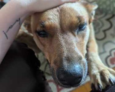 Callie - Mutt/Australian Cattle Dog Mix Female Dog for Adoption