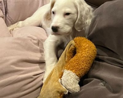 English Setter female pup - Champion Grouse Lines
