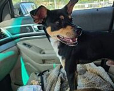 Willie - Chihuahua/Miniature Pinscher Mix Male Dog for Adoption