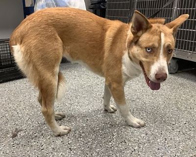 Topanga* - Australian Shepherd Female Dog for Adoption