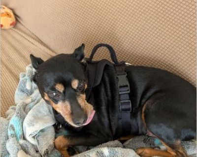 Very cute and playful, he really enjoys walks and cuddles, he's great company and very affectionate.