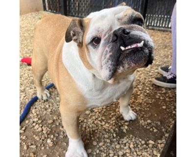 Charlie - English Bulldog Male Dog for Adoption