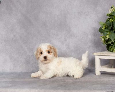 One Year Genetic Health Guarantee. Gender: Female Sire: Red Ace Dam: Daisy DOB: September 23rd, 2025 Age: 7 Weeks Available: November 18th, 2025 Microchipped Vet Checked Vaccinated Dewormed Family Raised Socialized Kid-Friendly Health Guarantee Extended Health Guarantee. Leroy & Liz Stoltzfus