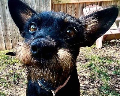 Charlotte - Terrier (Unknown Type, Medium) Female Dog for Adoption