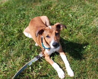 Phineas - Jack Russell Terrier Mix Male Puppy for Adoption