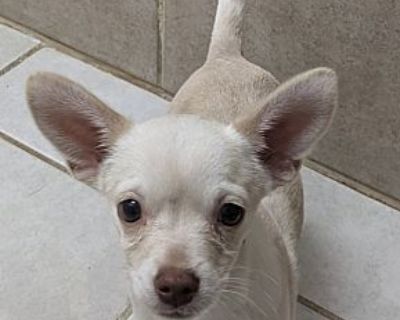 Tequila - Chihuahua Female Puppy for Adoption