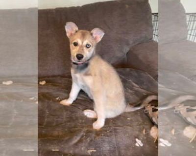 Karma - Female American Eskimo Dog-Huskies Mix Baby for Adoption