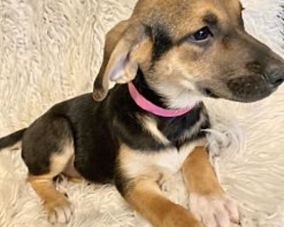 Warm Touch - Dachshund Female Puppy for Adoption