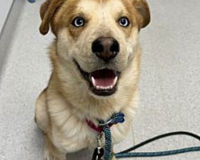 Skylar - German Shepherd Dog/Husky Mix Male Dog for Adoption