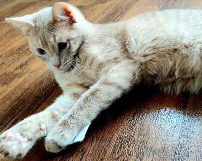 Mufasa - American Shorthair Male Cat for Adoption