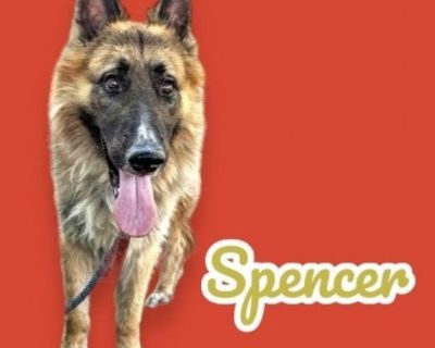 Spencer - German Shepherd Dog Male Dog for Adoption