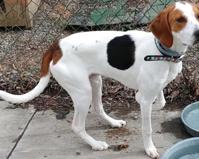 RICKI - Treeing Walker Coonhound Male Dog for Adoption